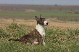 BULL TERRIER MINIATURE 337